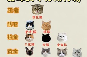猫咪战队（不同猫咪属性与技能分析）