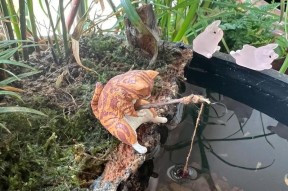 老鼠钓鱼游戏（捕捉老鼠的钓鱼游戏是如何诱使愿者上钩的）