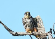 天龙八部中如何成功抓到鹦鹉？