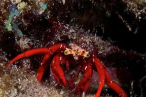 《探寻幻塔寄居蟹食谱的游戏冒险之旅》（在哪里寻找幻塔寄居蟹食谱）
