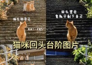 猫的台阶攻略（从零开始）