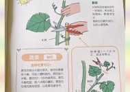 龙之谷中种植蔬菜的技巧？