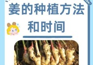 我的世界中生姜种植方法是什么？