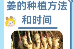 我的世界中生姜种植方法是什么？