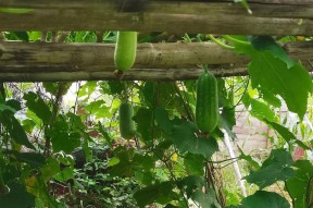 我的世界手机版中南瓜的种植方法是什么？