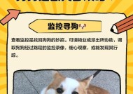 宠物被偷后如何找回？防止宠物被盗的措施有哪些？