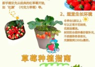 《以小森生活》草莓种植技巧（学会这些技巧）