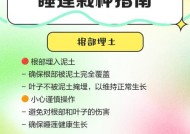在Minecraft中繁殖睡莲的方法是什么？