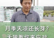 黑天狼战斗攻略是什么？如何有效应对？