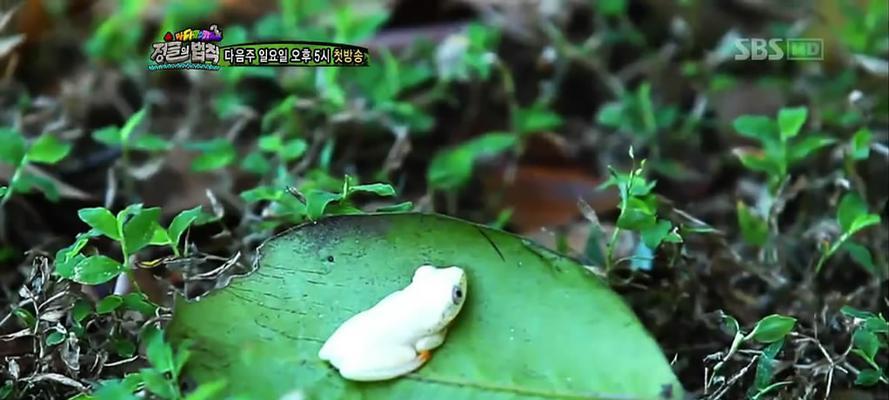 丛林法则交配攻略：如何成功繁殖并照顾小宝宝？  第1张