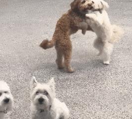 反恐精英狗跳技巧是什么？如何正确执行？  第1张