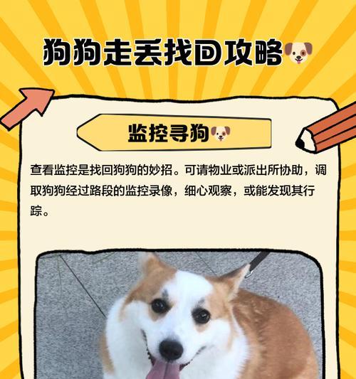 宠物被偷后如何找回？防止宠物被盗的措施有哪些？  第1张