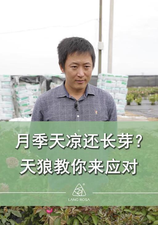 黑天狼战斗攻略是什么？如何有效应对？  第1张