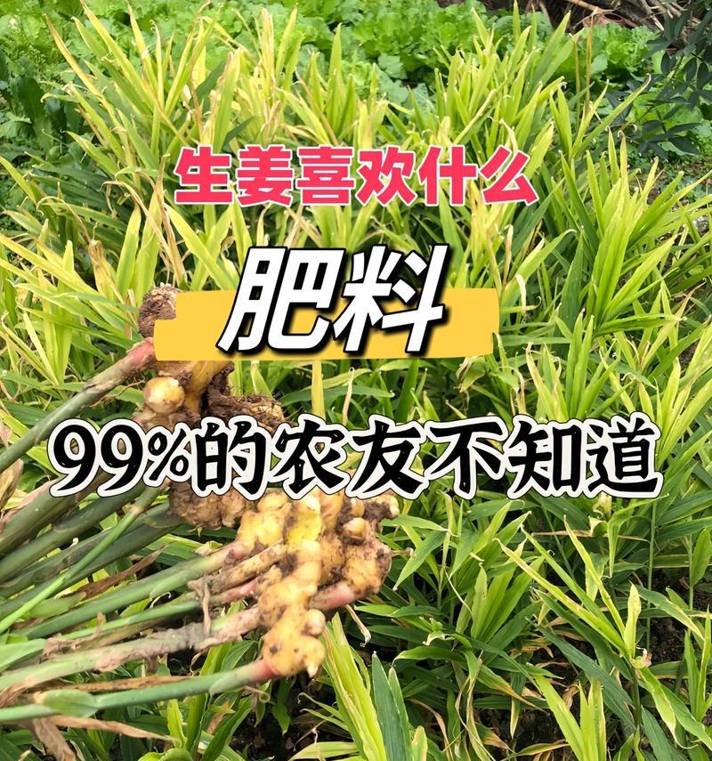 我的世界中生姜种植方法是什么？  第2张