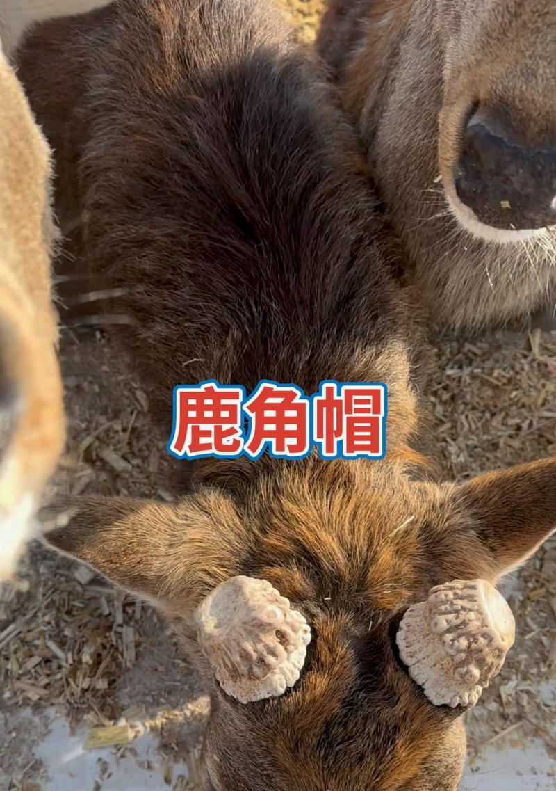绝地求生中头饰鹿角如何获得？获取鹿角的途径有哪些？  第2张