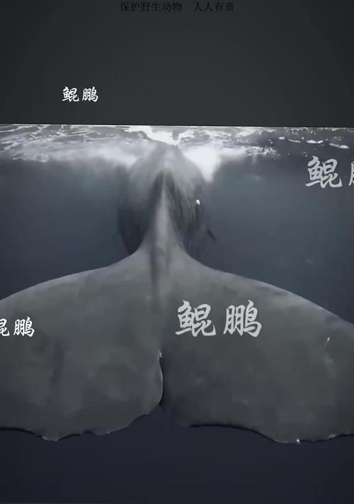 鲸鲲传记的击杀方法是什么？  第3张