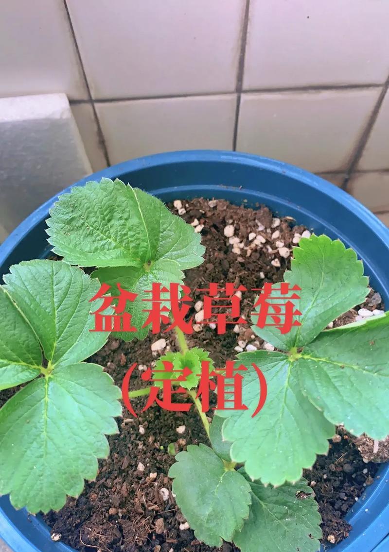 《以小森生活》草莓种植技巧(学会这些技巧) 第2张 《以小森生活》草莓种植技巧(学会这些技巧) 第2张