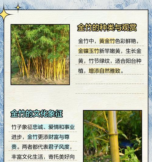 寻仙金竹熊猫获取方法是什么？如何快速得到？  第3张