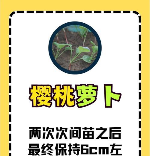 龙之谷中种植蔬菜的技巧？  第3张
