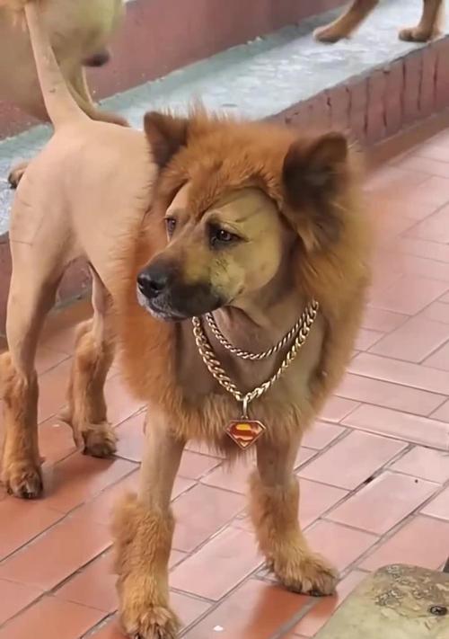 狮子狗需要什么卡才能使用？狮子狗卡牌的获取方式是什么？  第1张