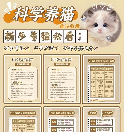 《猫宅97》中如何获得猫咪（玩转游戏世界）  第1张