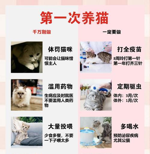 《猫宅97》中如何获得猫咪（玩转游戏世界）  第2张