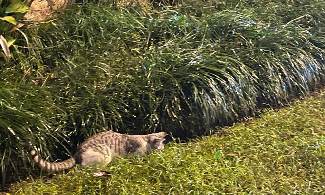 猫咪跑步游戏新年套装来袭，让你的喵星人活力满满（猫咪新年套装带来欢乐游戏体验）  第2张
