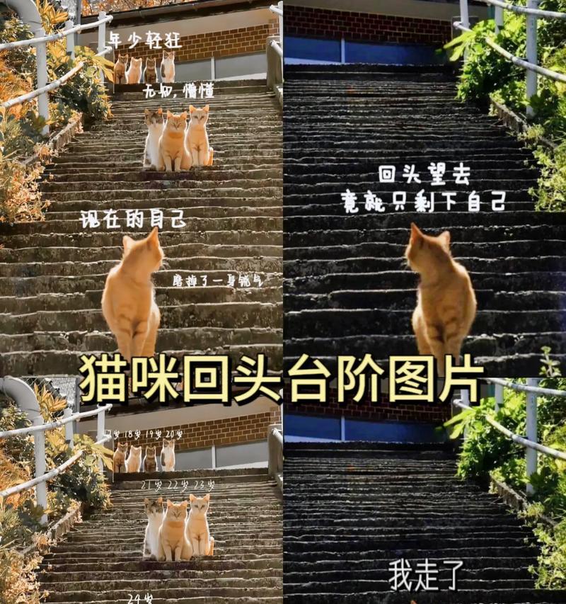 猫的台阶攻略（从零开始）  第1张