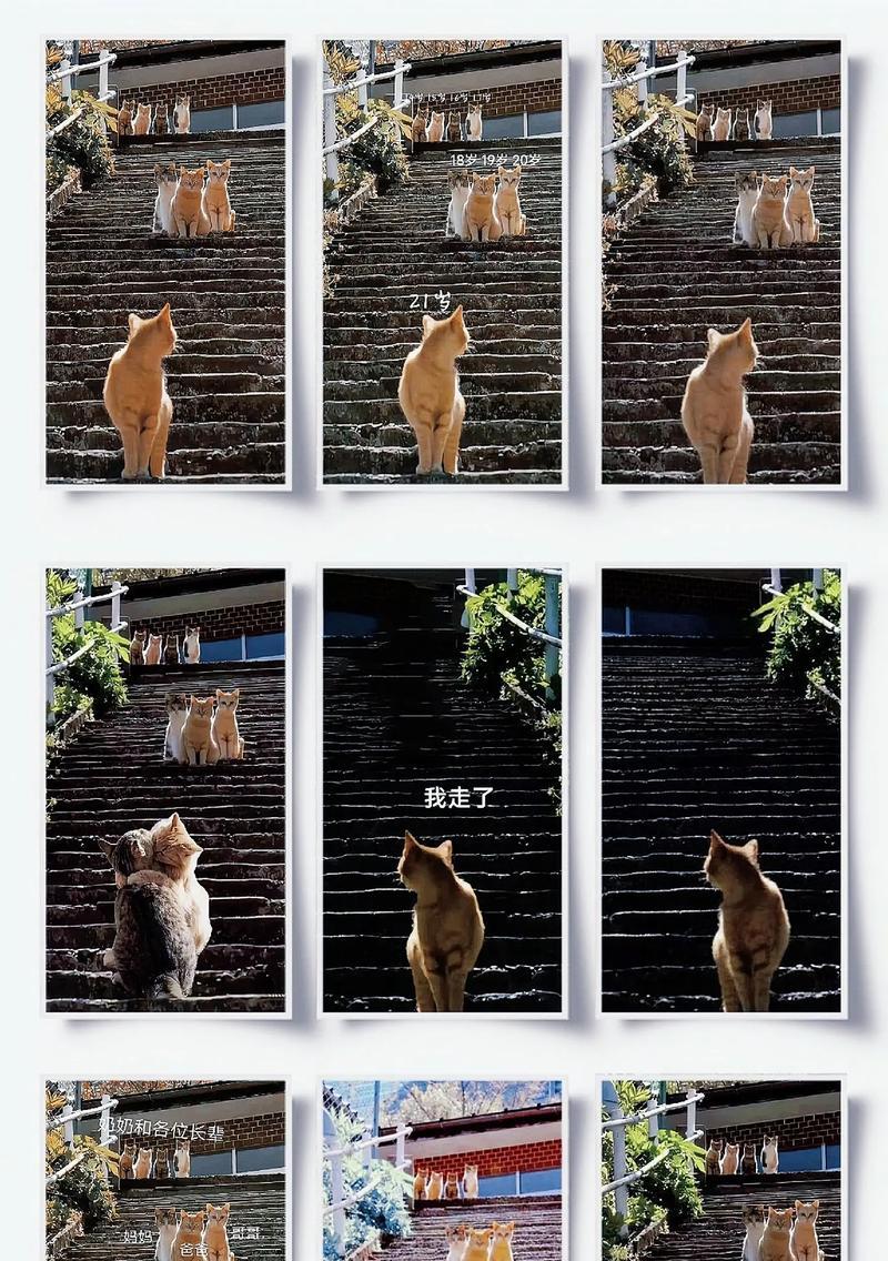 猫的台阶攻略（从零开始）  第2张