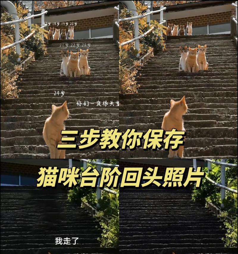 猫的台阶攻略（从零开始）  第3张