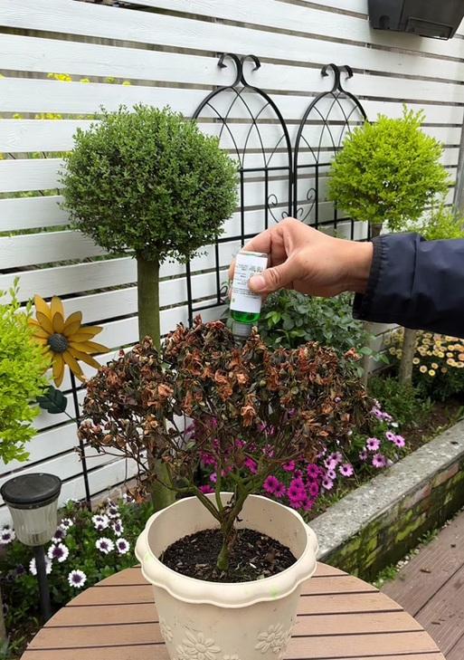 我的世界中花丛放置的正确位置在哪里? 第2张 我的世界中花丛放置的正确位置在哪里? 第2张